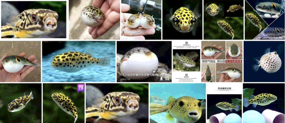 Lambert and the Pet Pufferfish Exam Reward